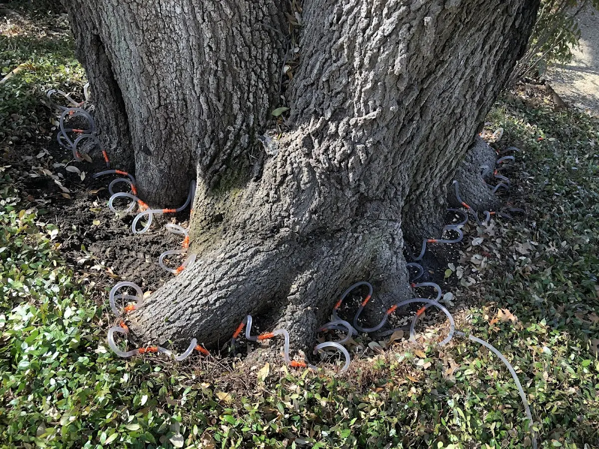 Detailed Tree Cabling and Bracing job site in Sagamore