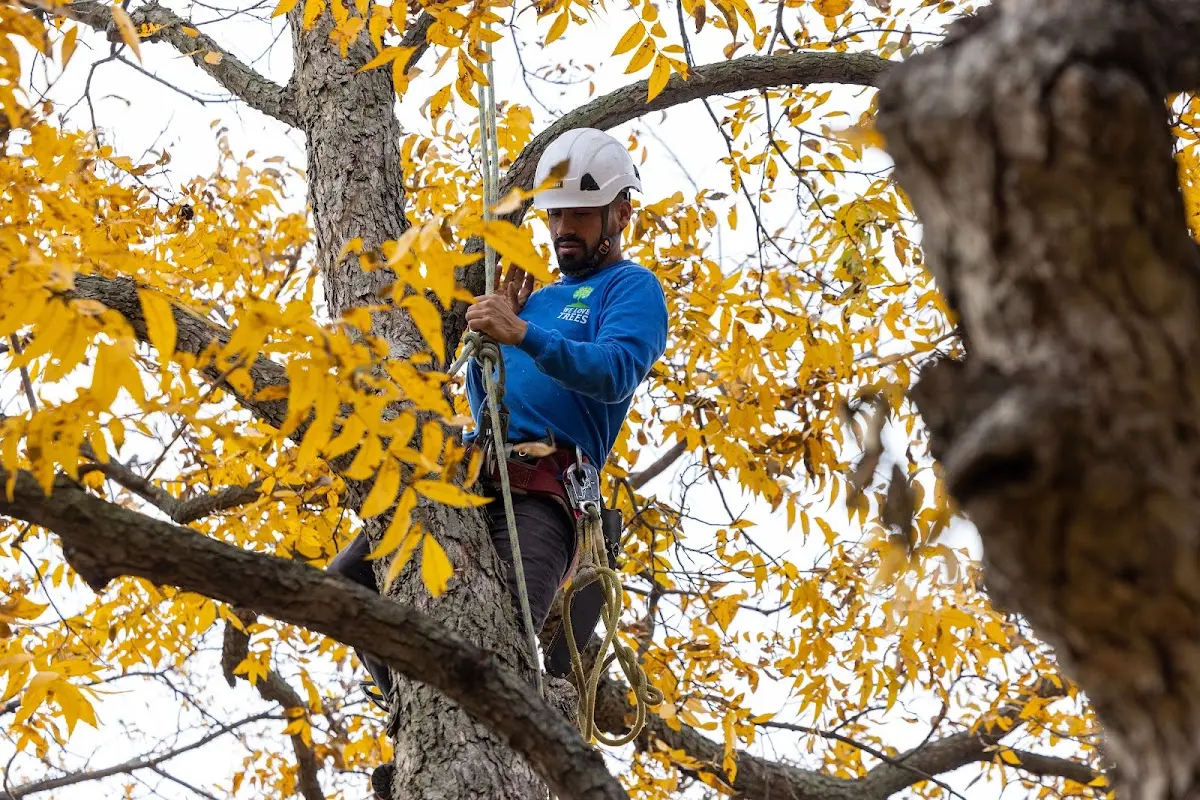 Skilled Tree Trimming crew working in Sagamore